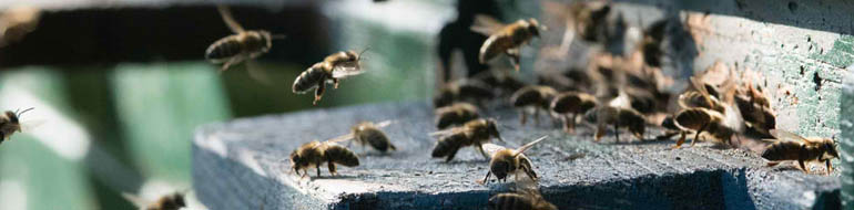 Bee and Wasp Pest Control