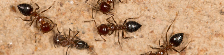 Ant Pest Control