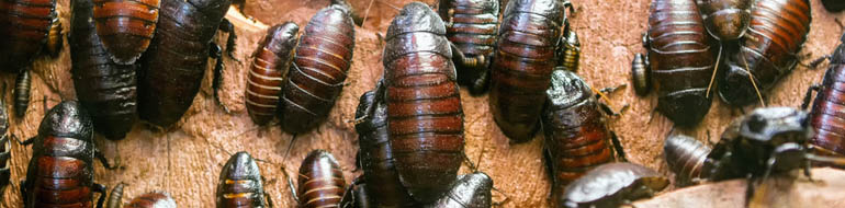 Cockroach Pest Control