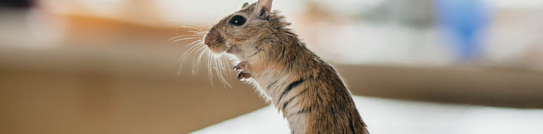 Rats and Mice Pest Control