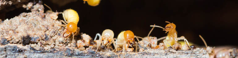 Termite Pest Control